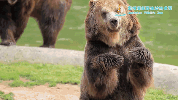 憨态可掬的棕熊,其实是低调的"能力者"